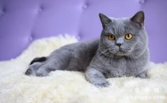 <b>英国短毛猫的护理方法</b>