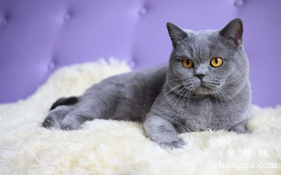 英国短毛猫的护理方法