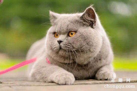英国短毛猫的护理方法