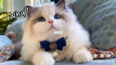 <b>布偶猫的饲养方法和注意事项</b>