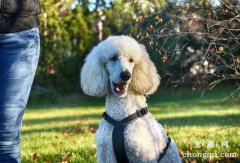 贵宾犬配种后代的颜色