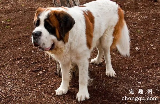 圣伯纳犬选购标准