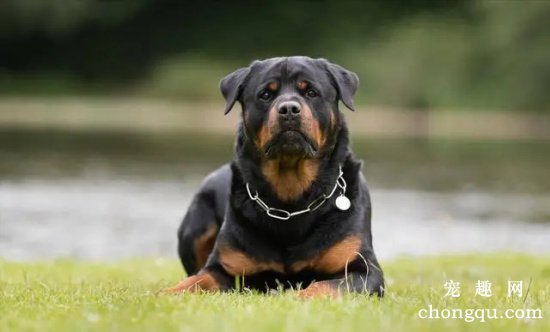 怎么给罗威纳犬断尾