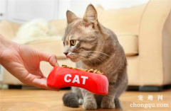 <b>铲屎官的哪些行为会让猫咪误以为你不要它了</b>