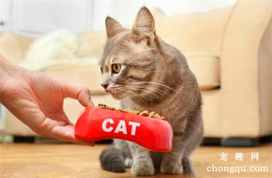 铲屎官的哪些行为会让猫咪误以为你不要它了