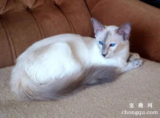 铲屎官的哪些行为会让猫咪误以为你不要它了