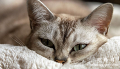 猫咪突然卖萌？可能是在忍痛！这几个求救信号你必须知道