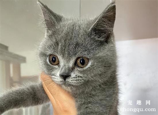 猫界“最不臭”的6种猫，几个月不洗澡，身体还是香香的！