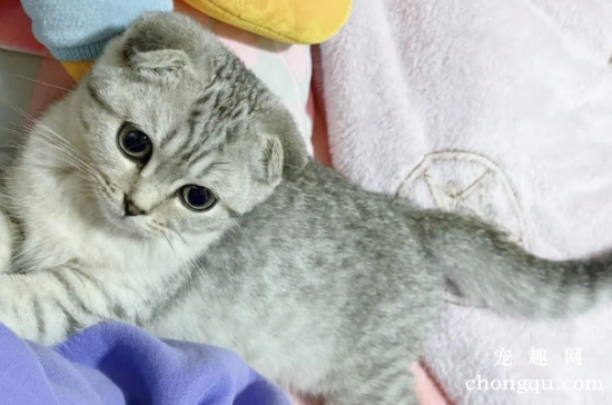 猫界“最不臭”的6种猫，几个月不洗澡，身体还是香香的！