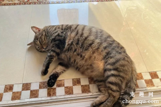猫界“最不臭”的6种猫，几个月不洗澡，身体还是香香的！
