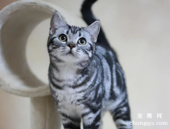 猫界“最不臭”的6种猫，几个月不洗澡，身体还是香香的！