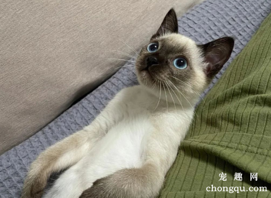 猫界“最不臭”的6种猫，几个月不洗澡，身体还是香香的！