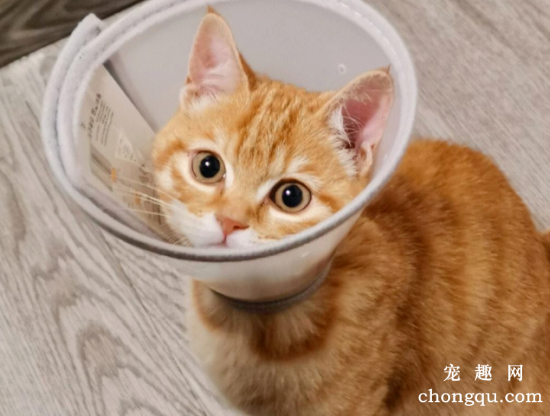 猫界“最不臭”的6种猫，几个月不洗澡，身体还是香香的！