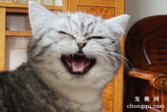 猫咪为啥总是喵喵叫讨食？