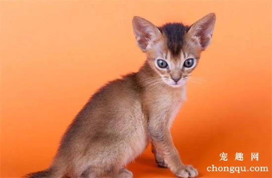 猫咪花色一览，竟然有这么的多花色名称？