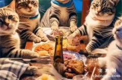<b>比狗还要忠心的几种猫，你家的猫咪上榜了吗？</b>