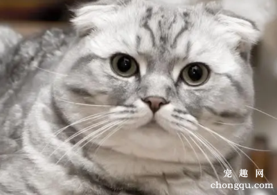比狗还要忠心的几种猫，你家的猫咪上榜了吗？