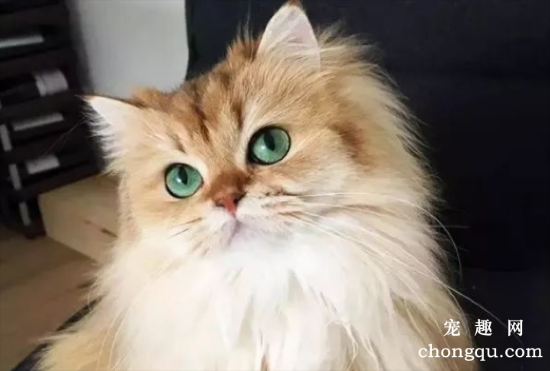 全球最美的几只猫咪，一生极难一见！