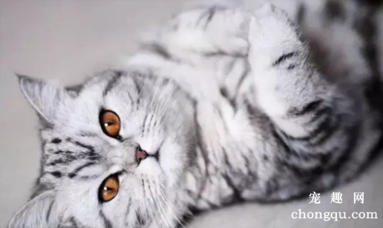 全球最美的几只猫咪，一生极难一见！