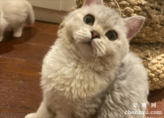 <b>猫咪出现“蒜瓣毛”，就意味着把猫养的很好？真相是···</b>