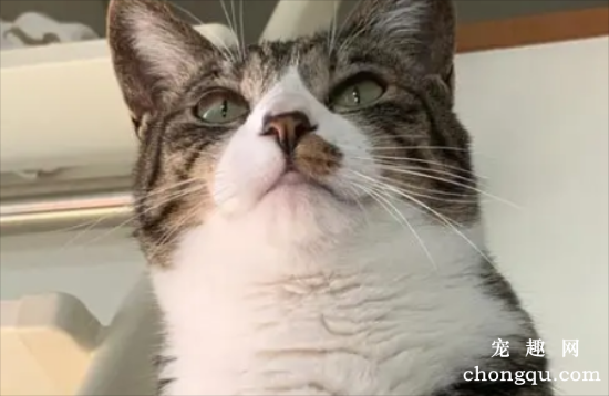 猫咪出现“蒜瓣毛”，就意味着把猫养的很好？真相是···