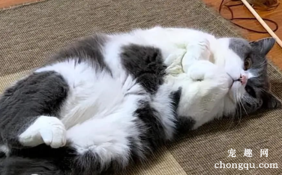 猫咪一辈子“不出门”，对它来说，代表了什么？