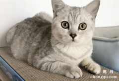 <b>猫咪一生的“6大”愿望，要是都满足了，它会对你死心塌地</b>
