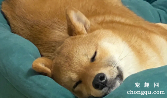 狗狗睡觉都会梦见什么？这个答案是你一辈子都不会想到的！