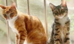 猫界3大“臭猫”和3大“香猫”，你养了哪种？