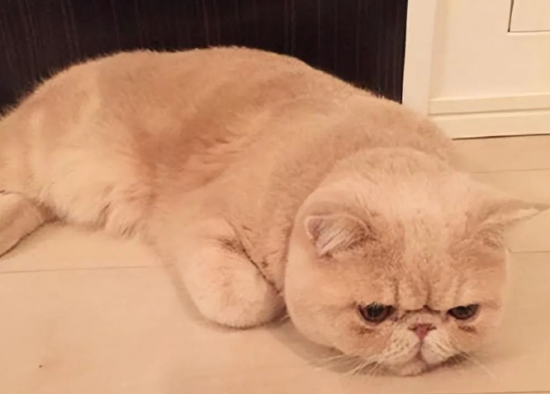 猫界3大“臭猫”和3大“香猫”，你养了哪种？