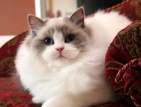 猫界3大“臭猫”和3大“香猫”，你养了哪种？