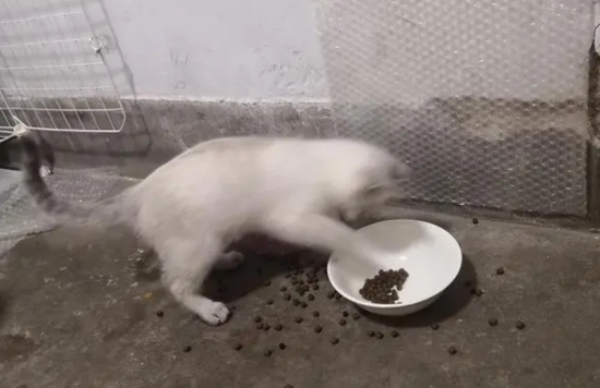 为什么猫咪永远会留下一点猫粮在碗里不吃呢？