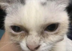 <b>猫咪脸上总是有泪痕，该怎么解决？</b>