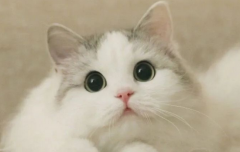 猫咪十大小癖好你绝对不知道，都是冷知识！