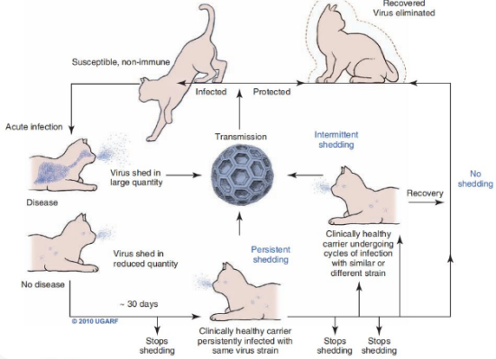 猫杯状病毒可以治愈吗？杯状阳性猫咪有哪些养护注意事项？