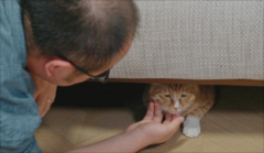 新手铲屎官们的养猫攻略来了！