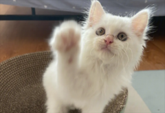 <b>有哪些养猫必须知道的冷知识？</b>