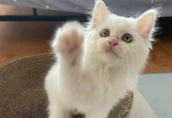 有哪些养猫必须知道的冷知识？