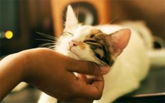 <b>保姆级新手养猫攻略</b>