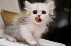 <b>猫咪舔嘴就是嘴馋？</b>