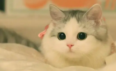 养猫人最易患的6种疾病！几乎无人幸免……