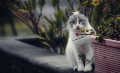 <b>猫咪的7个应激反应 随时可能夺走猫命</b>