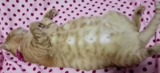 猫咪胎动后多久生产？详解猫咪妊娠期