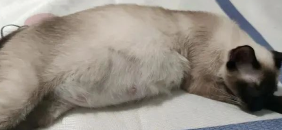 猫咪胎动后多久生产？详解猫咪妊娠期