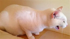<b>给猫咪快速催吐的四种方法</b>