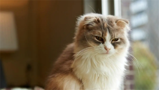 猫咪快速催吐的四种方法