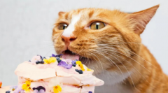 <b>为啥有的猫爱吃甜食，不是尝不出甜味吗？</b>