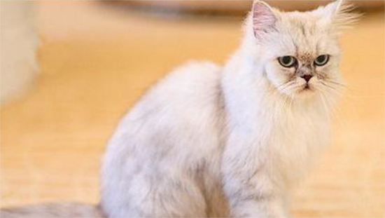 金吉拉猫难产怎么办？我来告诉你！