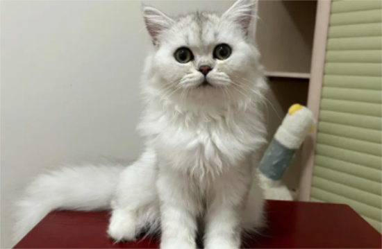 怎么繁殖金吉拉猫？金吉拉猫繁殖需注意问题