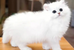 <b>宠物猫金吉拉的饲养和护理</b>